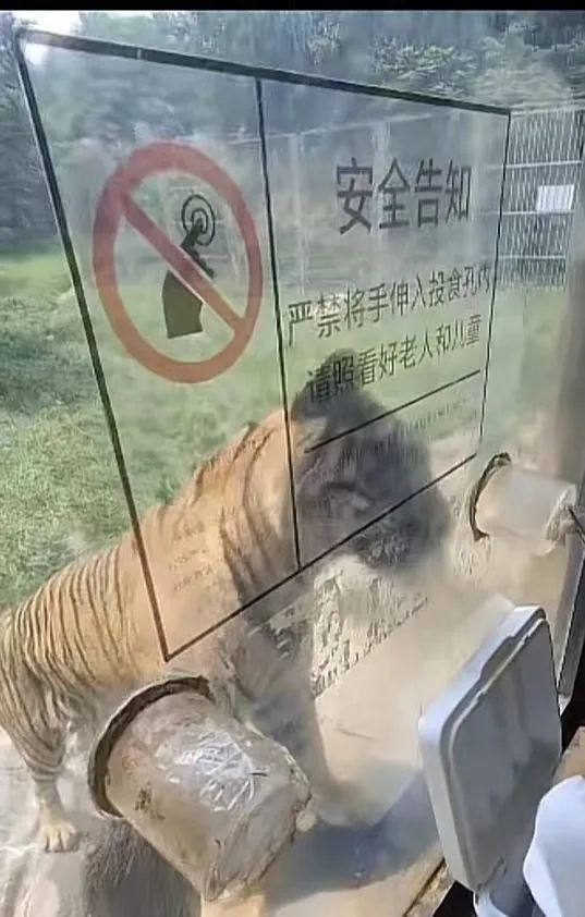 济南野生动物园虎区玻璃碎裂，游客：当时距离仅5厘米