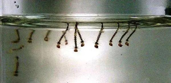 南方蚊子疑似变少，网友：终于连蚊子都要被热死了？
