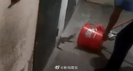 苏州一小区惊现70厘米长暹罗鳄 居民推测是家养鳄鱼