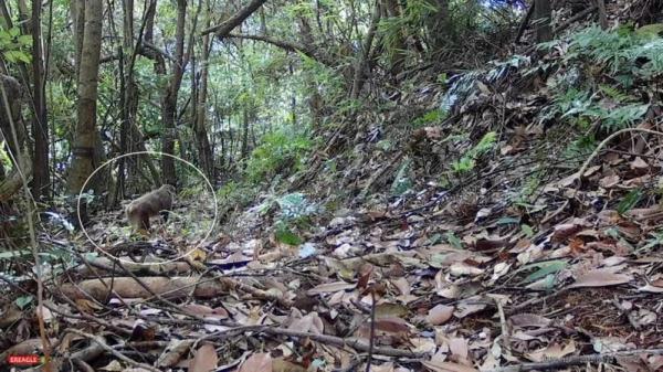 “大圣”驾到!广东韶关这个保护区,首次发现藏酋猴 “大圣”驾到!广东韶关这个保护区,首次发现藏酋猴