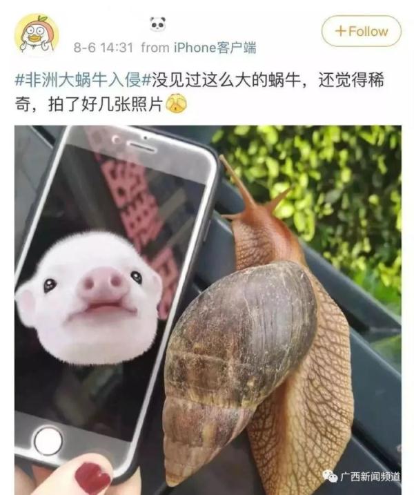 千万不要摸！大雨后遍地爬的非洲大蜗牛，1只就藏有上100条虫