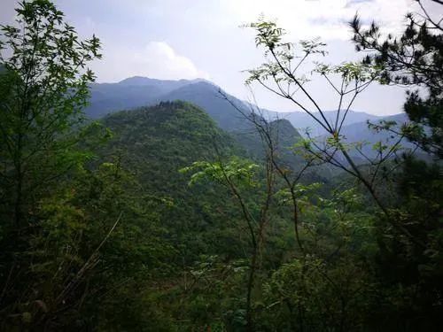 “大圣”驾到!广东韶关这个保护区,首次发现藏酋猴 “大圣”驾到!广东韶关这个保护区,首次发现藏酋猴