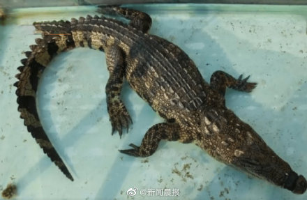 苏州一小区惊现70厘米长暹罗鳄 居民推测是家养鳄鱼