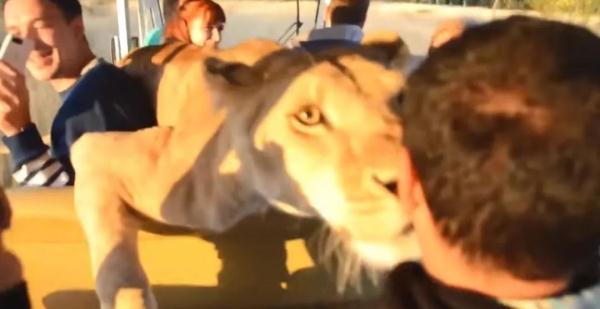 “撸大猫”的网红动物园园长，被判了