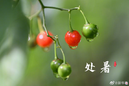 处暑有祭祖迎秋习俗 处暑有祭祖迎秋习俗