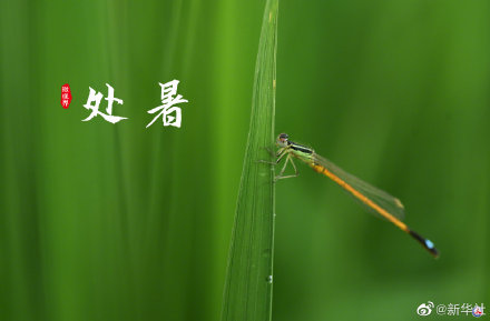 处暑有祭祖迎秋习俗 处暑有祭祖迎秋习俗