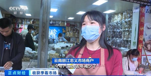 这种野生菌，1公斤1000元了！游客竞相购买！什么这么香？