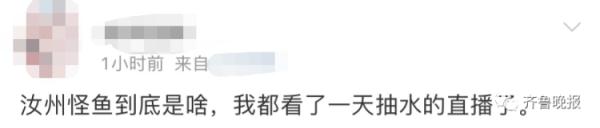 千万网友云“监工”围捕大怪鱼：水抽干了，鱼还没影儿