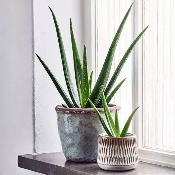 家庭室内植物推荐_植物风水知识 家居风水植物有_儿童安全植物种植