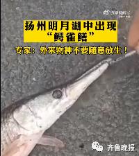 千万网友云“监工”围捕大怪鱼：水抽干了，鱼还没影儿