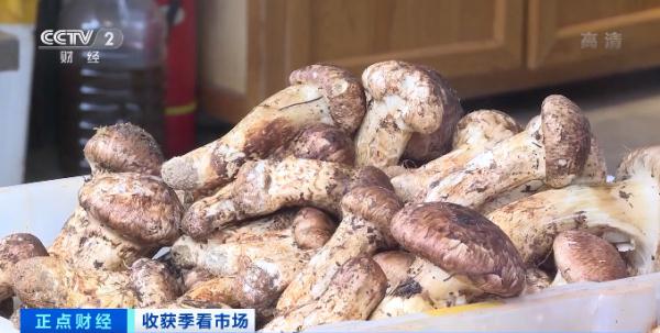 这种野生菌，1公斤1000元了！游客竞相购买！什么这么香？