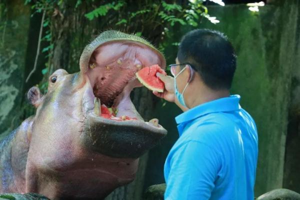这个夏天，它们实现了“吃瓜自由”！