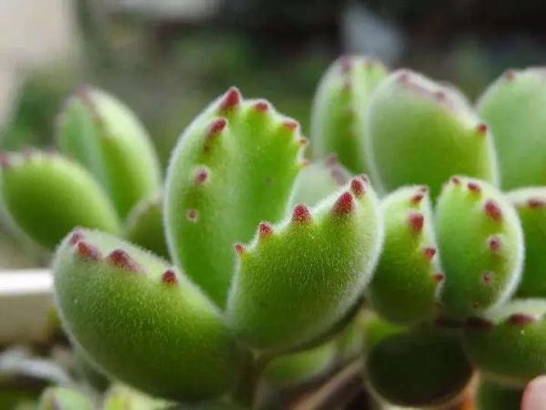 家庭室内植物推荐_儿童安全植物种植_植物风水知识 家居风水植物有