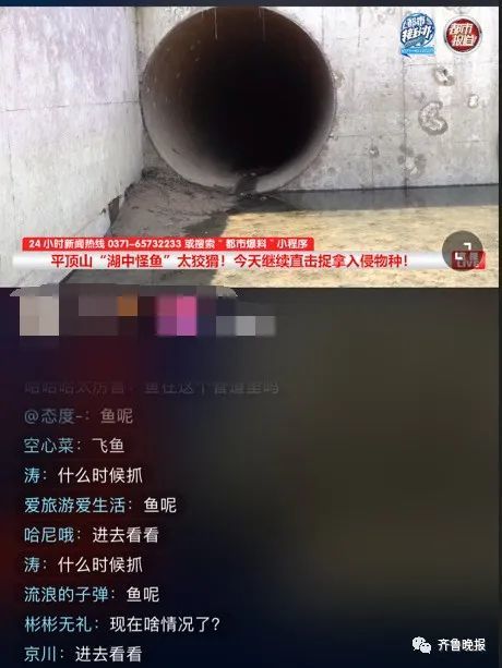 千万网友云“监工”围捕大怪鱼：水抽干了，鱼还没影儿