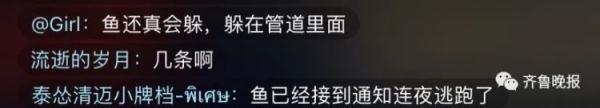 千万网友云“监工”围捕大怪鱼：水抽干了，鱼还没影儿