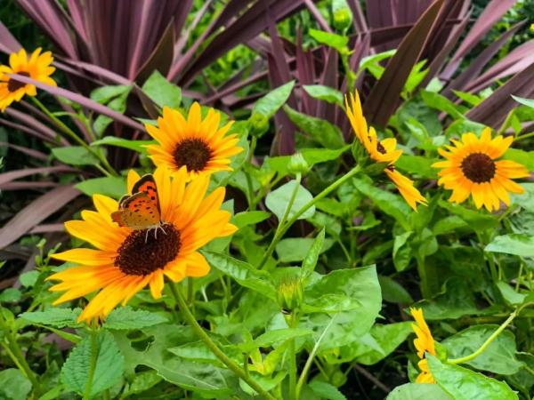 家中有娃必看！适合种植的植物推荐，附养护要点