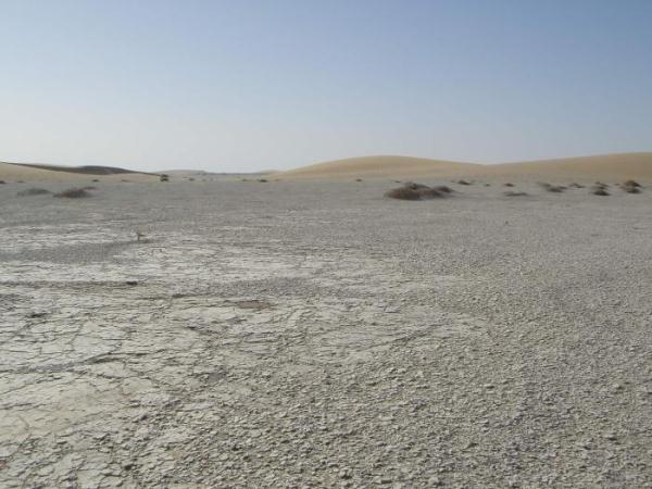 早期人类何时直立行走？最新研究称乍得沙赫人700万年前双足行走