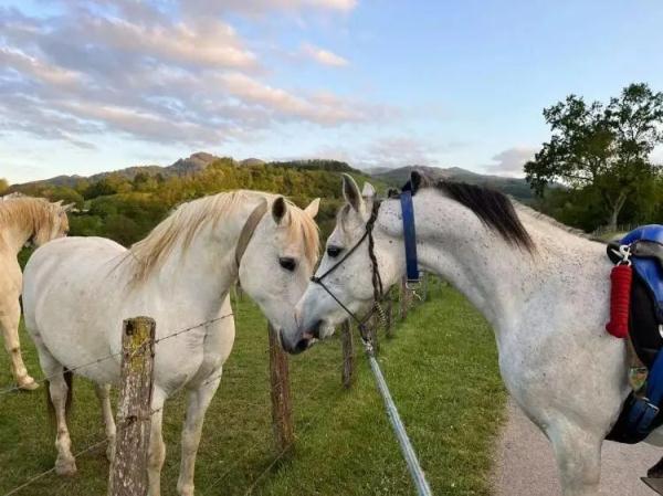 山东小伙从欧洲骑马回老家！预计明年底抵达
