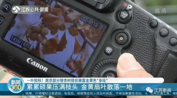提前了一两个月，银杏叶已开始泛黄掉落？专家：是在自我保护