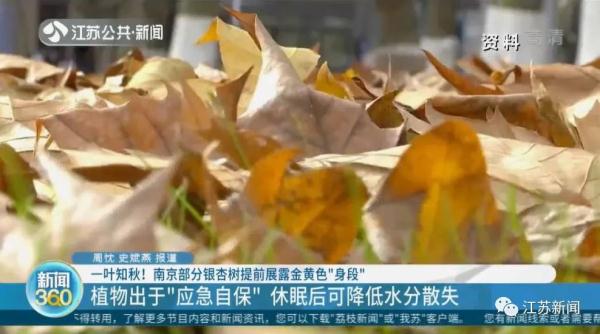 提前了一两个月，银杏叶已开始泛黄掉落？专家：是在自我保护