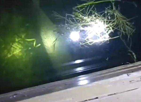 3700万网友围观抓“怪鱼”：水里活物它都吃！当地耗时一月抽干湖水