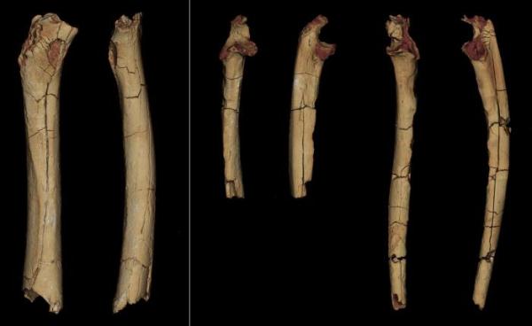 早期人类何时直立行走？最新研究称乍得沙赫人700万年前双足行走