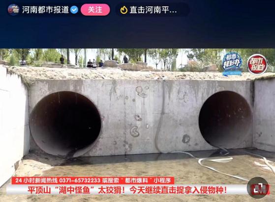 3700万网友围观抓“怪鱼”：水里活物它都吃！当地耗时一月抽干湖水