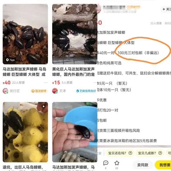欧洲蚂蚁、秘鲁蟑螂成宠物？上海口岸屡截获“偷渡客”
