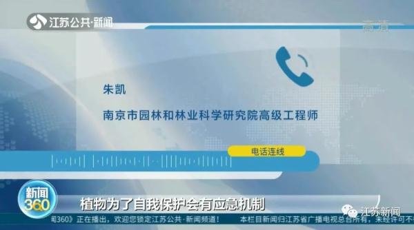 提前了一两个月，银杏叶已开始泛黄掉落？专家：是在自我保护