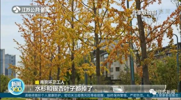 提前了一两个月，银杏叶已开始泛黄掉落？专家：是在自我保护