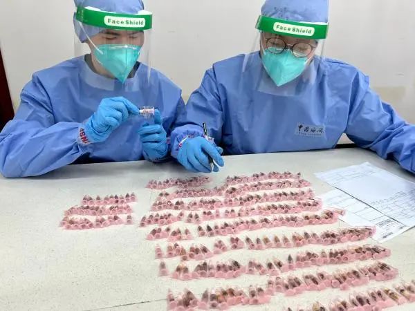 欧洲蚂蚁、秘鲁蟑螂成宠物？上海口岸屡截获“偷渡客”