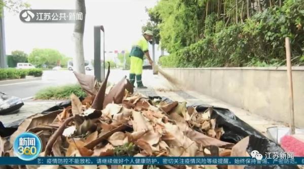 提前了一两个月，银杏叶已开始泛黄掉落？专家：是在自我保护