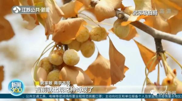 提前了一两个月，银杏叶已开始泛黄掉落？专家：是在自我保护