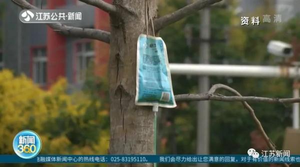 提前了一两个月，银杏叶已开始泛黄掉落？专家：是在自我保护