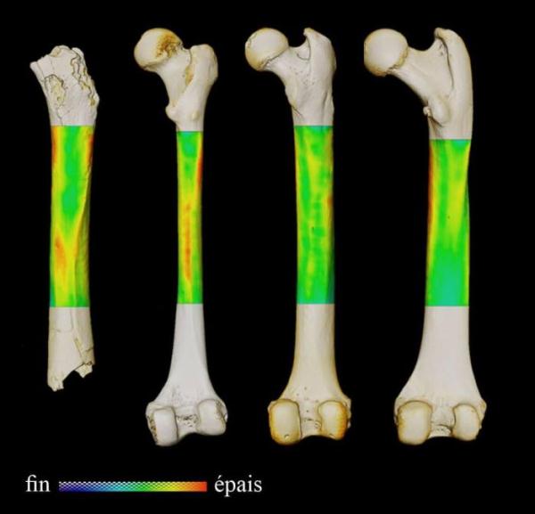 早期人类何时直立行走？最新研究称乍得沙赫人700万年前双足行走