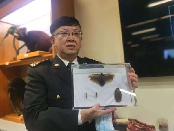 欧洲蚂蚁、秘鲁蟑螂成宠物？上海口岸屡截获“偷渡客”