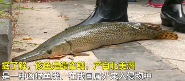 会咬人！千万网友围观抓“怪鱼”，广东曾多次发现