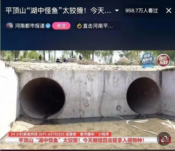 会咬人！千万网友围观抓“怪鱼”，广东曾多次发现