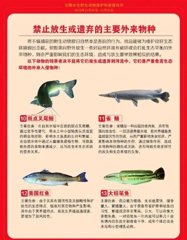 会咬人！千万网友围观抓“怪鱼”，广东曾多次发现