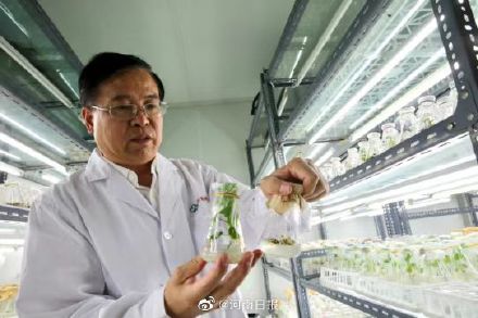 棉花能抗癌？！河南科学家研究从棉花里提取抗癌物质紫杉醇