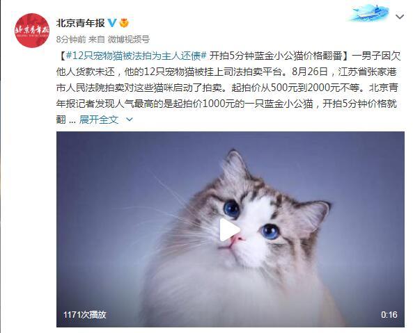 12只宠物猫被法拍为主人还债 开拍5分钟蓝金小公猫价格翻番