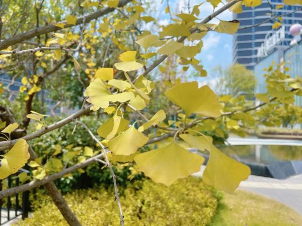 长沙枫叶红了银杏黄了？真的！原因竟是…
