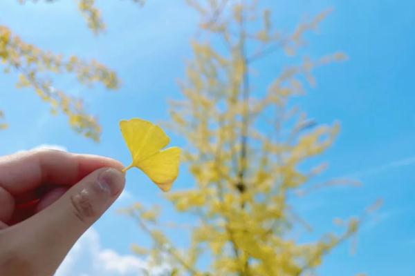 长沙枫叶红了银杏黄了？真的！原因竟是…