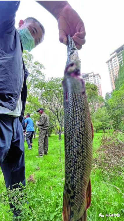 西宁市人民公园东湖惊现尖嘴怪鱼