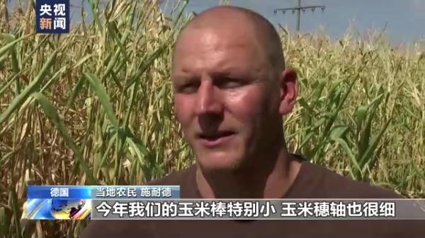 大旱重创粮食收成，欧盟再下调玉米产量预期
