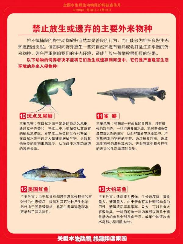 “水怪”抓到了 ！用一个月把湖水抽干，发现不止一条…