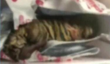 惊悚离奇！快递收到一只死亡小老虎！