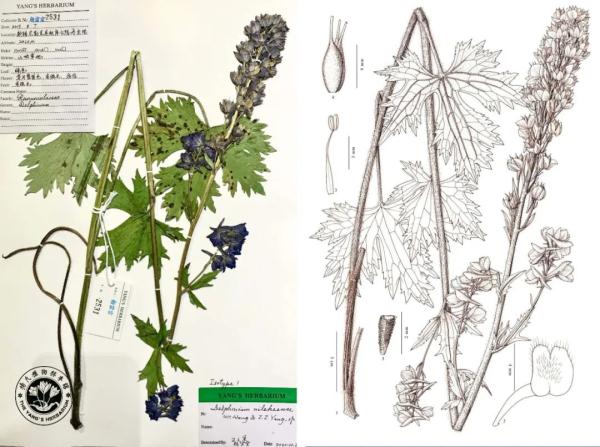 80后大叔成“植物猎人”:钻进新疆戈壁峡谷,追寻地球上“消失的植物” 80后大叔成“植物猎人”:钻进新疆戈壁峡谷,追寻地球上“消失的植物”