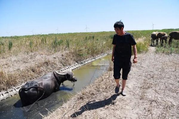 差点灭绝的“上海水牛”,缓缓走来了 差点灭绝的“上海水牛”,缓缓走来了