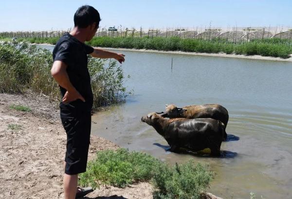 差点灭绝的“上海水牛”,缓缓走来了 差点灭绝的“上海水牛”,缓缓走来了
